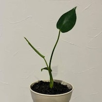 【画像】1本でじゅうぶんな存在感