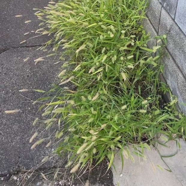 雑草対策で観葉植物を植えたら、2カ月後…… 驚きの光景に「そんなデカくなるんですか!」「私も真似してみよう」