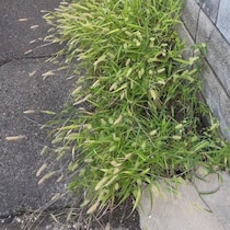 雑草対策で観葉植物を植えたら、2カ月後……　驚きの光景に「そんなデカくなるんですか！」「私も真似してみよう」