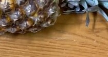 【画像】育ったパイナップルの葉
