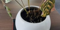 【画像】弟が半年育てると……