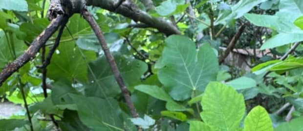 田舎暮らしのママ、自宅の畑へ→突然現れたのは…… 目を疑う光景に「こんなの見たことな~い!!」「アマゾンですか?」
