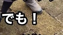 自宅の庭に“ディズニーみたいな芝生”を作りたい→芝生マニアの手にかかると……　衝撃の光景に「すげえ…て声出た」「参考にさせて頂きます！」
