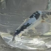 4000円で買った高級錦鯉→たった2日で……　飼い主「ごめん誰なの？」目を疑う姿が100万再生「鯉飼ってみたくなりました」