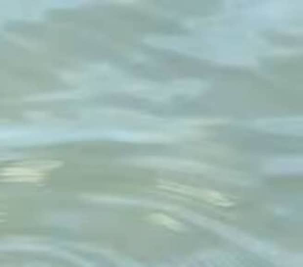 川で浮いていた“謎の茶色い物体”→よく見ると…… 「神っぽいよね」「こんなの見たら感動するわ」驚きの光景が130万再生