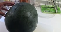 【画像】収穫が早すぎたスイカ