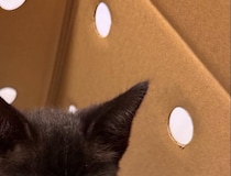 ペットOKの物件で猫を飼う→申請したらなぜかNGで……　予想外の光景に「どんな大家さんでも拒否しますわw」「さすがに二度見する」