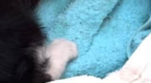 “子猫”を拾ったつもりで育てたら…… 「犬でもネコでもなく」目を疑う姿に「立派なボディ」「朝から泣ける~」