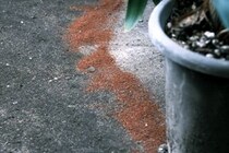 「思わず怖ってなるレベルで効いてる」　アース製薬の“屋外用虫対策パウダー”が高評価　「野外殺虫剤はこれ一択」「家の中で虫を見なくなった」「最強です」の声