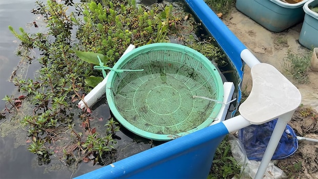 大量のメダカが泳ぐ4.5メートルプールにザルを浮かべたら…… 2週間後、驚きの光景に「意外でした」「やっぱりザルですかね~」