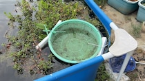 大量のメダカが泳ぐ4.5メートルプールにザルを浮かべたら……　2週間後、驚きの光景に「意外でした」「やっぱりザルですかね～」