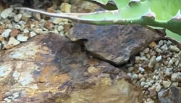 男性が庭に地植えした“アガベ”が、数年後……　「面白い」驚きの光景に「めちゃくちゃ欲しくなってます」「ワクワクする！」
