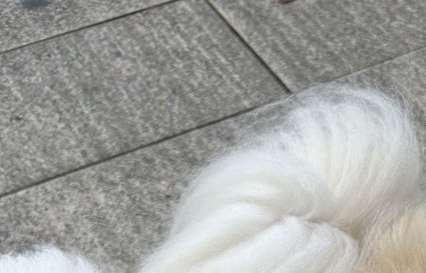 愛犬たちとペット可の食堂へ→ふと伝票を見ると……「また行こう」 “神対応”に「近くにあったら通いますね」