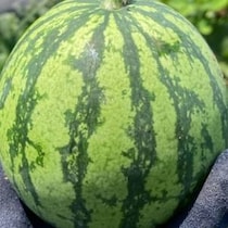 大事に育てた立派なスイカ→収穫後、切ったら……申し訳ないけど笑っちゃう断面に「こ、これはwww」「漬物に…」