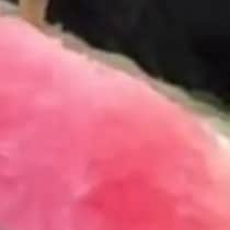 海で食べかけのスイカ→近づいて来たのは……「スイカ泥棒！」まさかの犯人が190万再生「すっごい食欲」「一生に一度あるかないか」【海外】