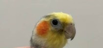 ガリガリにやせたインコ→よく見ると……「なにごと!?」　衝撃の姿に「めっちゃホラー」「ビビったｗ」