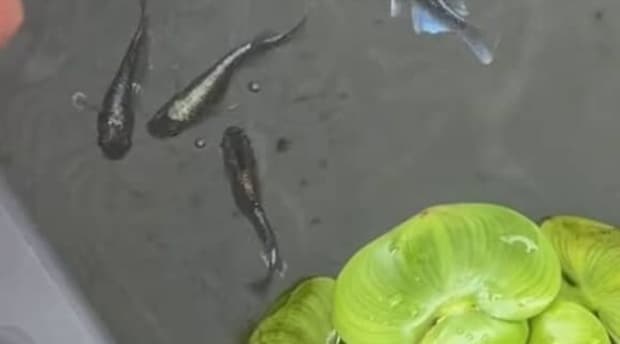 男性が“軽い気持ち”でメダカ飼育を始めたら…… 3カ月後、予想外の光景に「これは凄い」「共感しかない」