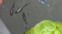男性が“軽い気持ち”でメダカ飼育を始めたら……　3カ月後、予想外の光景に「これは凄い」「共感しかない」