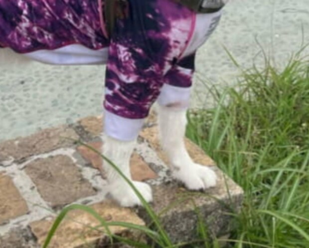 ドッグランで“浮気”した飼い主→愛犬をふと見ると…… 背筋の凍る姿に「いじらしい」「ほんま好き」「ヤキモチかわいい」