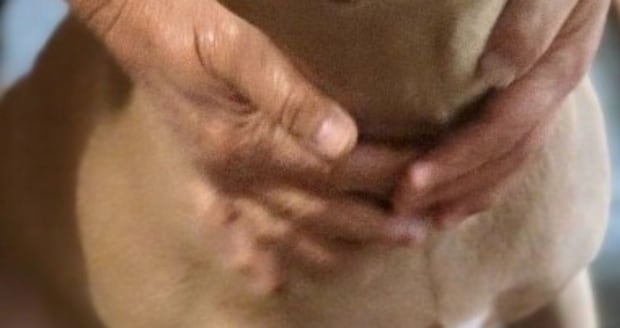 デカい闘犬が“大泣き”する姿に「情けない顔」「とんでもなく可愛いな」 見たことないギャップに「イメージ崩れましたww」