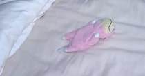 孫が実家に忘れたポケモンのぬいぐるみ→おじいちゃんが孫のために……　「本当に優しくて素敵」まさかの光景に「羨ましくなっちゃった」