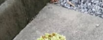 【画像】妻が撮った行動は