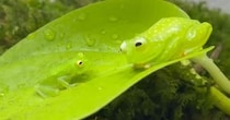 【動画】カエルの様子