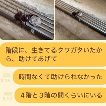 弱ったクワガタを「助けてあげて」と夫にLINE→既読20分後の“神返信”に「こういう価値観は大事」