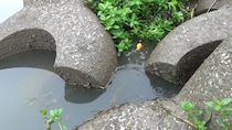 消波ブロックの隙間に“ミミズ”を落としたら……　「でっか～」思わず二度見する光景に「見ていて楽しい」