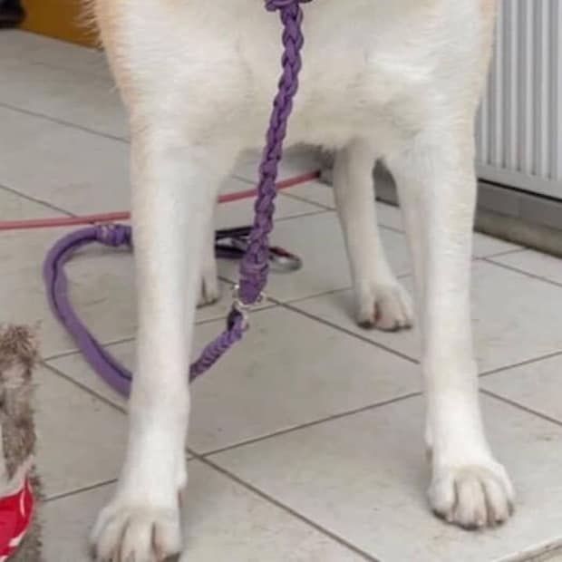 「うちの秋田犬が、柄本明さんに似ています」まさかの姿が154万表示「ソッッックリ!」「めっちゃ似てて笑いました」
