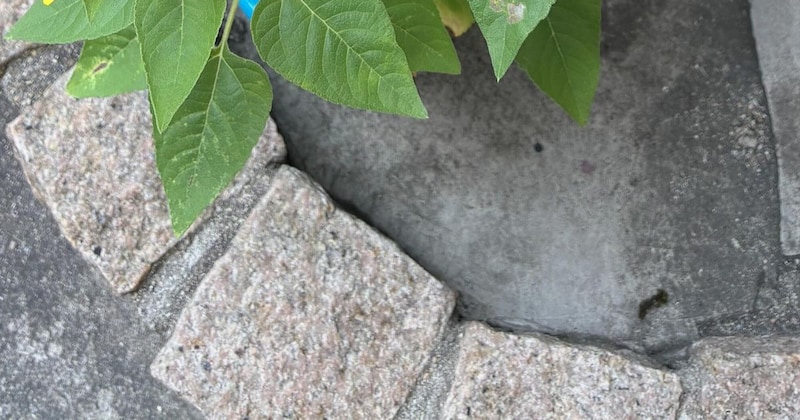 幼稚園児の息子が「枝豆」と持ち帰った苗→育ててみたら……「おやまぁ」 “驚きの光景”に「夏だーって感じ」