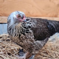 家の“アメリカ原産”ニワトリが初の産卵→目を疑う光景に「えっ！？」「見たの初めてです！」「拝みたくなる」と驚愕