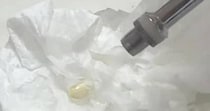 【画像】根っこが出たレモンの種