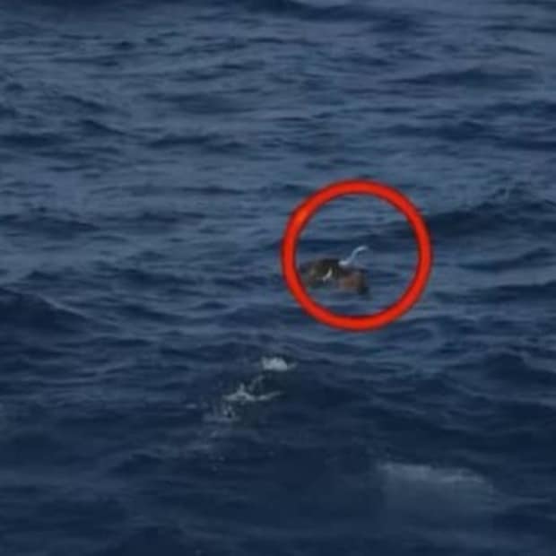 飛んでいる鳥の口をふと見たら……「ぎゃー！」偶然撮れてしまった“食事の瞬間”が90万再生「まさか」