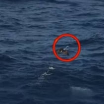 飛んでいる鳥の口をふと見たら……「ぎゃー！」偶然撮れてしまった“食事の瞬間”が90万再生「まさか」