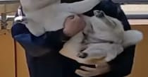 【画像】柴犬の表情