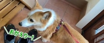 散歩から帰った愛犬に長女が「おかえりー！」→次の瞬間……　電車の中で見てはいけない爆笑ハプニングに「いなり寿司w」「何回見ても面白い」