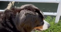 愛犬との散歩中、ふと川の方を見ると……「さすが岡山」　目を疑うような“驚きの光景”に「一生に一度拝めるかどうか」「初めて見ました」