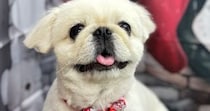 窓掃除中、愛犬の写真を撮ったら……「え!?」　130万表示の“驚きの1枚”に「ふつうに絵画だと思った」「美術の教科書に出てきそう」