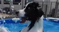 【動画】バタフライする姿
