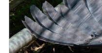 「悲鳴が上がっていました」地面に倒れていたのは……　“衝撃の光景”が170万表示「クセが強過ぎるww」「びっくりするからやめなさい!!」