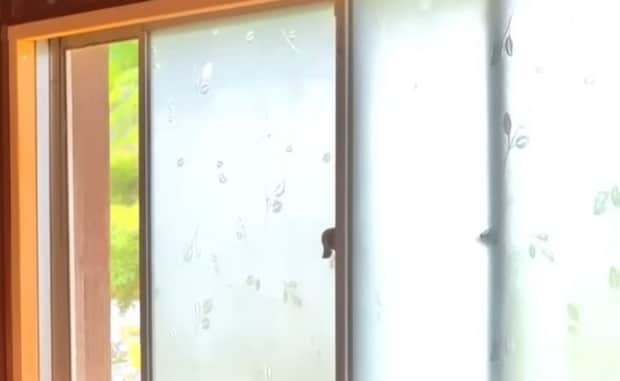 豪雨の翌朝にひょっこり現れた“珍客”が134万再生　思わず二度見する姿に「こりゃ天使だ」「神様からのプレゼント」