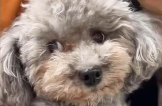 元繁殖犬をお迎えしたら「想像と違った」→実は……　「信じられない」9カ月後の裏切りに「イメージと全然違いました」