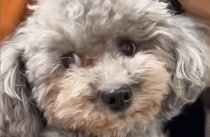元繁殖犬をお迎えしたら「想像と違った」→実は……　「信じられない」9カ月後の裏切りに「イメージと全然違いました」