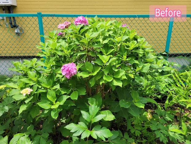 「これで咲くようになる」アジサイをプロがお手入れしたら……　目からウロコの変化に「来年楽しみ」