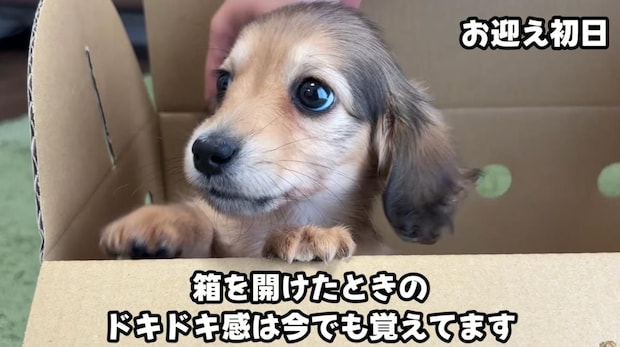 お迎えした小さな子犬の女の子→たった1カ月で…… 「あららー」「体が伸びてきましたねw」驚きの姿に「ニヤニヤが止まらない」