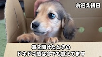 お迎えした小さな子犬の女の子→たった1カ月で……　「あららー」「体が伸びてきましたねｗ」驚きの姿に「ニヤニヤが止まらない」