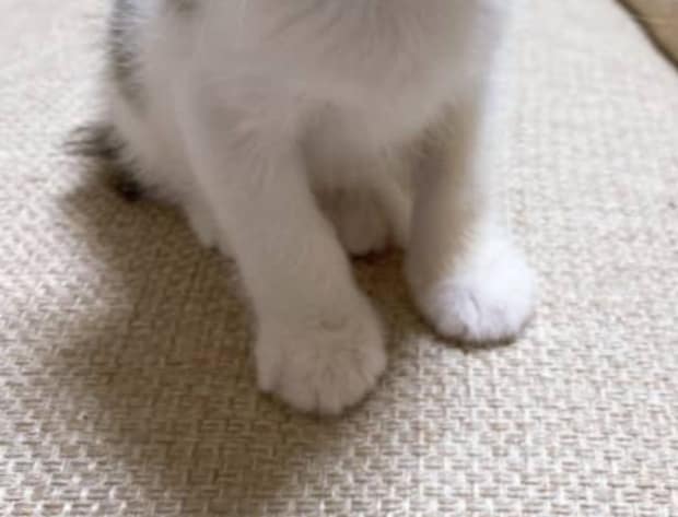 「たぶん猫界の橋本環奈」と言われた元保護猫→納得の姿に「まぶしっ」「な、なんという美猫」「異論なし！」