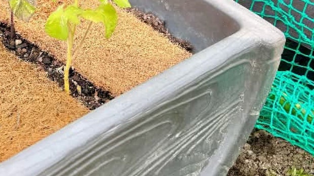 1カ月前に種をまいた朝顔→義父が2階まで届く支柱を作ったはずが…… まさかの光景に「めっちゃ笑いました」「まだ諦めてませんから」