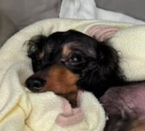 「1歳まで生きられない」と言われた子犬→4年後……　現在の姿に「泣いちゃうよ」「生きる活力をもらった」